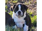 Boston Terrier Puppy for sale in Stewartsville, MO, USA