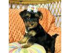 Yorkshire Terrier Puppy for sale in Red House, WV, USA