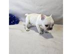 French Bulldog Puppy for sale in Kansas City, MO, USA