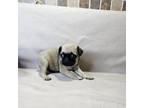 Pug Puppy for sale in Saint Louis, MO, USA