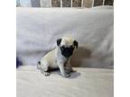 Pug Puppy for sale in Saint Louis, MO, USA