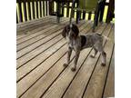 German Shorthaired Pointer Puppy for sale in Hot Springs, AR, USA