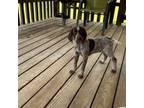 No Collar Female Pointer