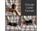 Orange Collar Female Pointer