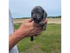 Dachshund Puppy for sale in Ocilla, GA, USA