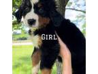Bernese Mountain Dog Puppy for sale in Olin, NC, USA