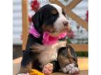 Bernese Mountain Dog Puppy for sale in Olin, NC, USA