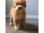 Goldendoodle Puppy for sale in Los Angeles, CA, USA