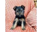 Yorkshire Terrier Puppy for sale in Red House, WV, USA
