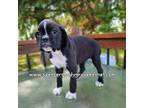 Boxer Puppy for sale in Cabool, MO, USA