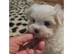 Maltese Puppy for sale in Cullman, AL, USA