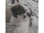 Shih Tzu Puppy for sale in Medina, OH, USA