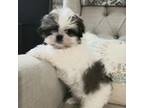 Shih Tzu Puppy for sale in Medina, OH, USA