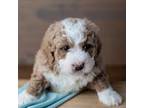 Mutt Puppy for sale in Lititz, PA, USA