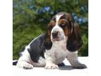 Basset Hound Puppy for sale in West Plains, MO, USA