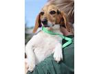 Adopt Barbie a Beagle