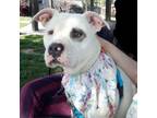 Adopt Bossy a Pit Bull Terrier