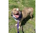 Adopt Shae a Pit Bull Terrier