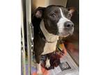 Adopt Dora a Pit Bull Terrier, Mixed Breed
