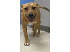 Adopt Heidi a Retriever, Mixed Breed