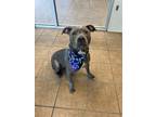 Adopt Tesla a Pit Bull Terrier