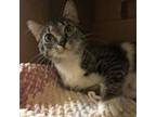 Adopt NORA a Domestic Short Hair