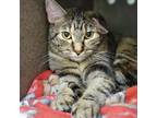 Adopt Marble a Domestic Short Hair