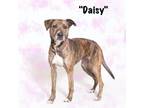 Adopt Daisy a Mixed Breed
