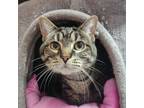 Adopt Gabby the Tabby a American Shorthair