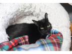 Adopt Spinner a Domestic Short Hair