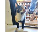 Adopt January a Domestic Short Hair