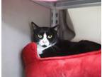 Adopt Beluga a Domestic Short Hair