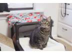 Adopt Bobble a American Shorthair