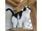 Adopt Snooki a American Shorthair