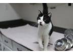 Adopt Pixie a American Shorthair