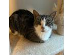 Adopt Claire a Domestic Short Hair