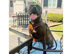 Adopt Fern a Labrador Retriever