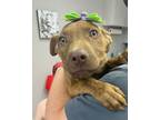 Adopt Trina a Pit Bull Terrier, Mixed Breed