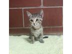 Adopt (FS) Piper a Domestic Short Hair