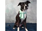 Adopt Kehlani a Boston Terrier, Boxer