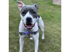 Adopt Marley a American Staffordshire Terrier