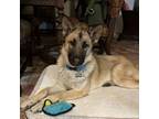 Adopt Sylvie a German Shepherd Dog