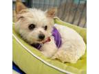 Adopt Sally O'Malley 11680 a Terrier