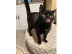 Adopt Bitsy a Domestic Short Hair