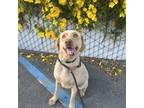 Adopt Luci a Labrador Retriever