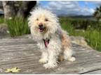 Adopt Bailey a Maltipoo