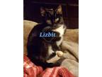 Adopt Lizbit a Domestic Short Hair