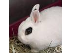 Adopt Riviera a Hotot