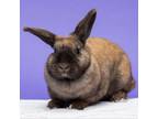 Adopt H&M a Bunny Rabbit