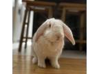 Adopt Spicy Tuna a French Lop